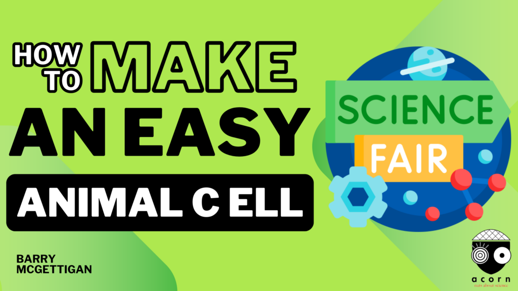 Animal Cell Model -Easy Science Projects for Science Fair