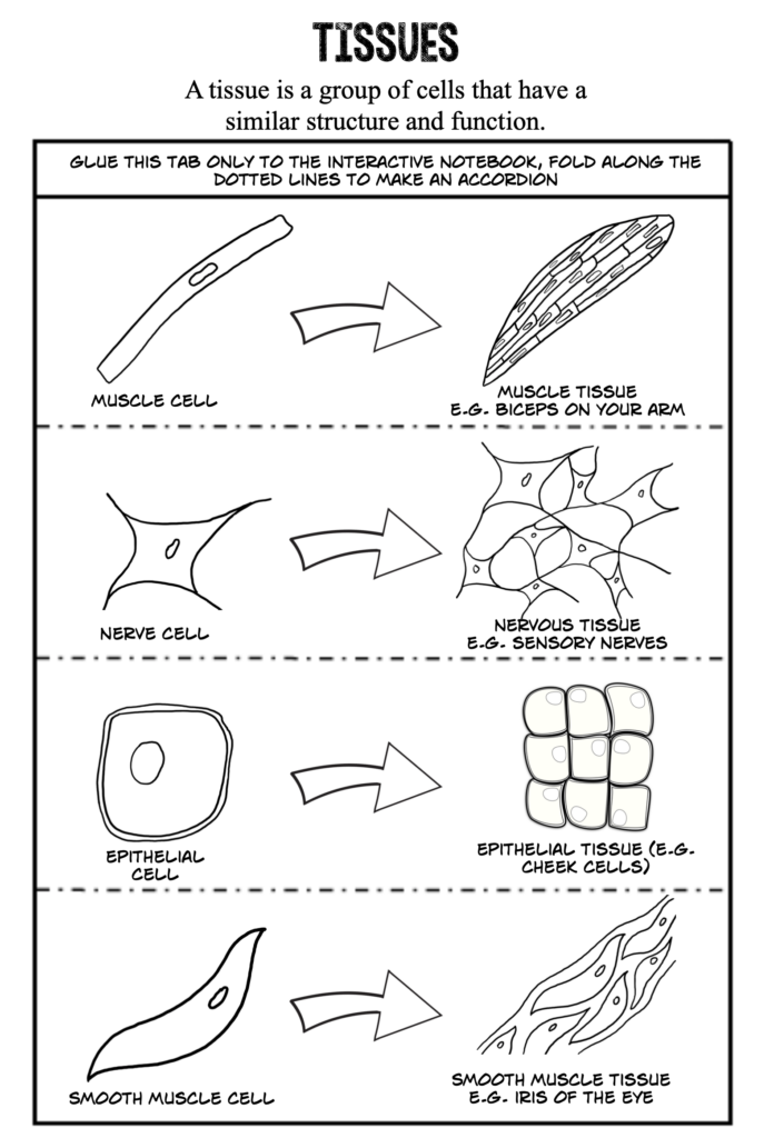 cells graphic organizer