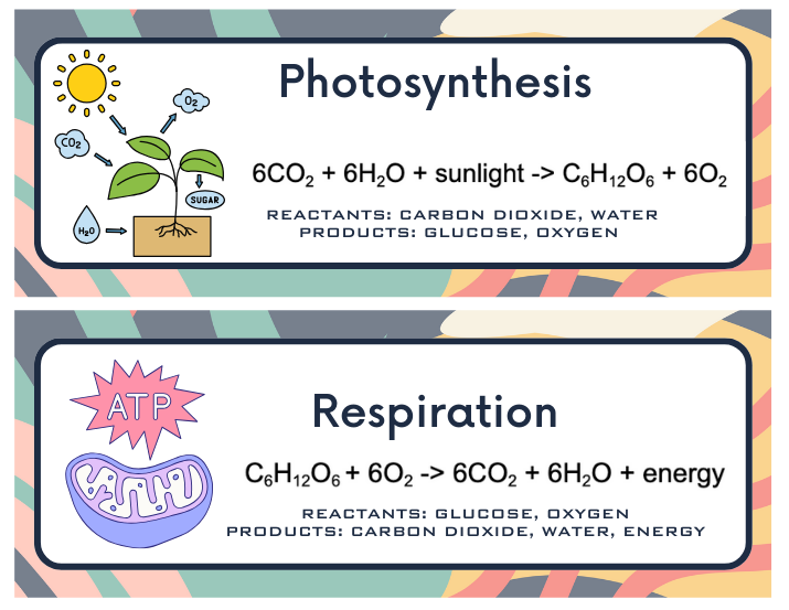 What’s the Basic Difference Between Photosynthesis and Cellular Respiration?