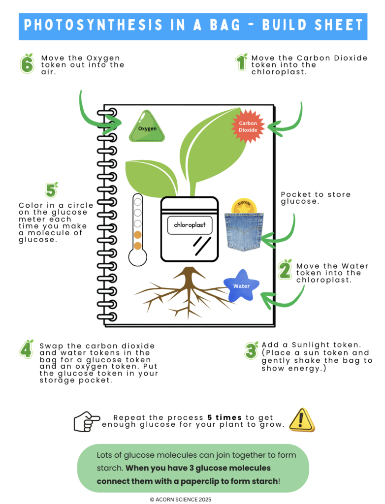 photosynthesis review worksheet